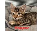 Hopper Tabby Kitten Male