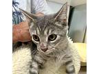 Fantasia Domestic Shorthair Kitten Female