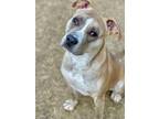 Alfie American Pit Bull Terrier Young Male