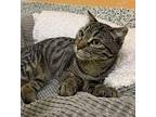 Waltita Domestic Shorthair Kitten Female