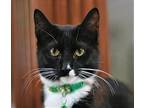 Mary Domestic Shorthair Young Female