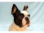 Poppy French Bulldog Adult Female