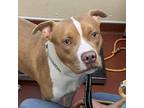 Tony American Pit Bull Terrier Adult Male