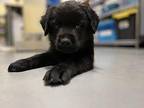 Ouija (In Foster) Labrador Retriever Puppy Female