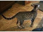 Mater Domestic Shorthair Kitten Male