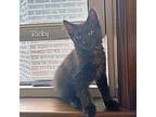 Ricky Domestic Longhair Kitten Male