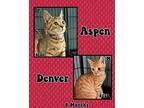 Aspen Domestic Shorthair Kitten Female