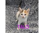 Talo Domestic Shorthair Kitten Female