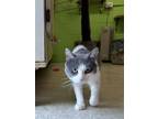 Crabby Patty Domestic Shorthair Adult Male