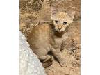 Opie Domestic Shorthair Kitten Male
