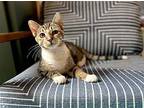 Fiona Domestic Shorthair Young Female