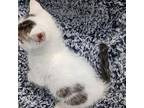 Clover Domestic Shorthair Kitten Female