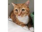 Van Gogh Domestic Shorthair Senior Male