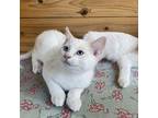 Fat boy Domestic Shorthair Kitten Male