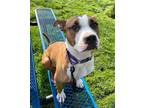 Chive American Pit Bull Terrier Adult Female
