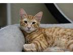 Barney Domestic Shorthair Young Male