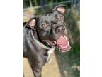 Jetson American Pit Bull Terrier Adult Male