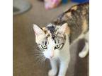 Angel Domestic Shorthair Young Female