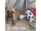 Weedle (9wo, 8 lbs) Terrier (Unknown Type, Medium) Puppy Male