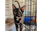 Clementine Domestic Shorthair Kitten Female