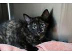 Pancake Domestic Shorthair Kitten Female