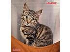 Markie Domestic Shorthair Kitten Male