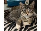 Kepler Domestic Shorthair Kitten Male