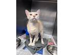 Melon - In Foster Domestic Shorthair Adult Female