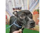 Yappy American Pit Bull Terrier Adult Male