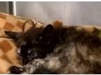 Beta Domestic Shorthair Kitten Female