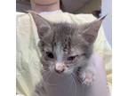 Canessa Domestic Shorthair Kitten Female