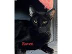 Raven Domestic Shorthair Young Female