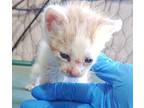 Josephine Domestic Shorthair Kitten Female
