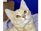 Mercury Domestic Shorthair Kitten Male