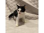 Oreo Domestic Shorthair Kitten Male