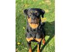 Nugget Rottweiler Young Female