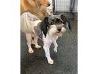 BENJI Shih Tzu Adult Male