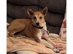 Madison (Maddie) Basenji Young Female