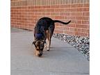 Baymax Catahoula Leopard Dog Young Male