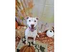 Vince American Pit Bull Terrier Adult Male