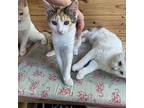 Sparkle Domestic Shorthair Kitten Female