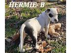 Hermie (9wo, 8lbs) Terrier (Unknown Type, Medium) Puppy Male