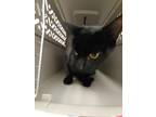 Pierre Domestic Shorthair Adult Male