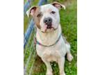 Cecil American Pit Bull Terrier Adult Male