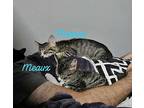 Meenie Domestic Shorthair Kitten Female