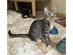 WHITLEY Domestic Shorthair Adult Female