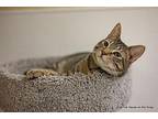 Teddy Domestic Shorthair Young Male