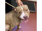 Tonto American Pit Bull Terrier Adult Male
