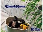 Eduard-Marcos Mixed Breed (Medium) Puppy Male