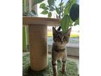 Ihop Pancake Domestic Shorthair Kitten Female